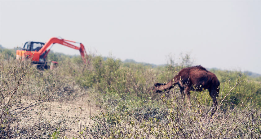 camel-eat-mangroves-2